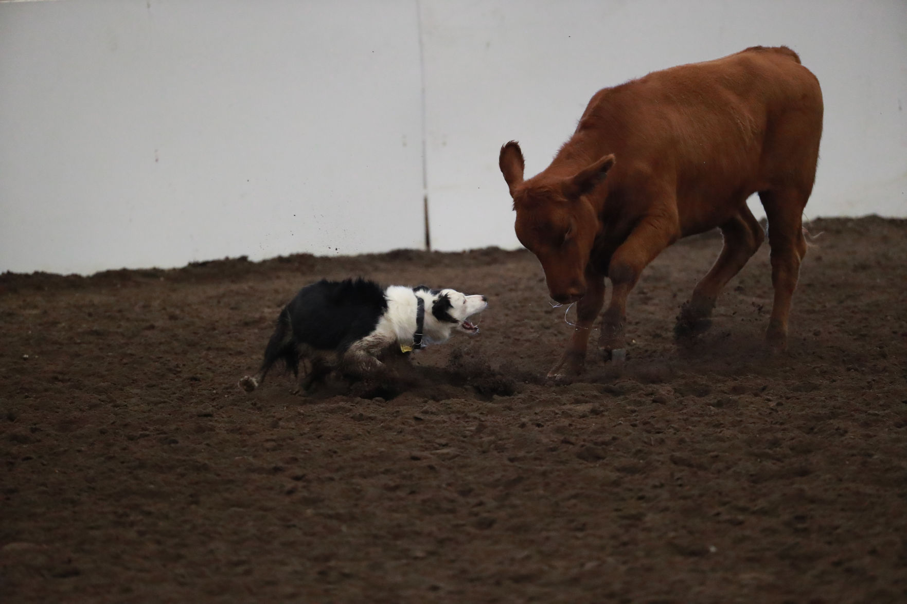 082819_StateFair0017_bjs.jpg